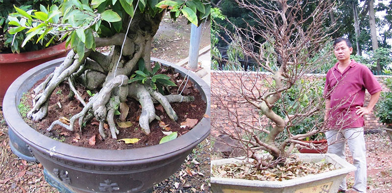 Có một nghề chăm sóc mai…