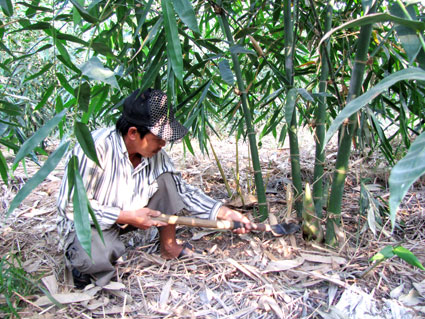Măng điền trúc rớt giá - nông dân xã Thành Tâm lại chuyển đổi cây trồng