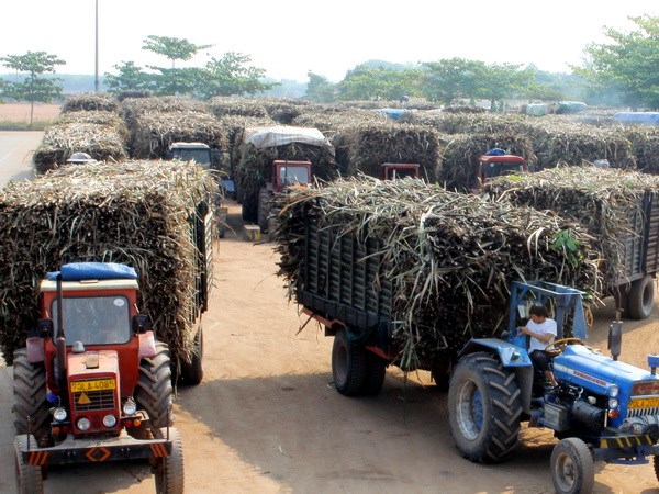 Tạm đ&igrave;nh chỉ chức vụ tổng gi&aacute;m đốc m&iacute;a đường T&acirc;y Ninh