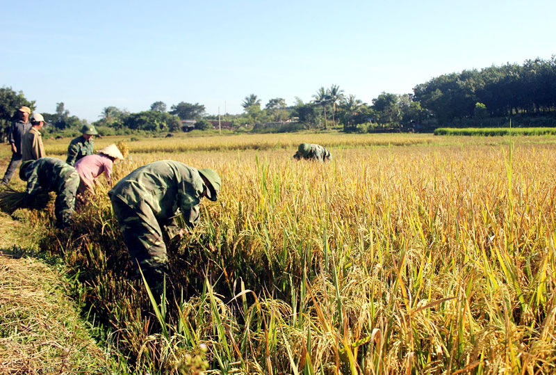 Mô hình giúp dân sản xuất lúa nước ngắn ngày ở đồn biên phòng Bù Đốp