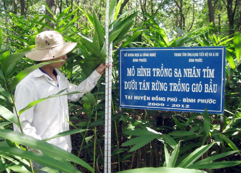 Nghiên cứu trồng thử nghiệm Sa nhân tím