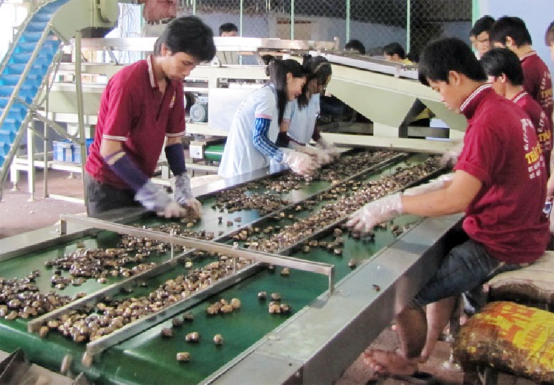 Quỹ phát triển KH&CN cho vay vốn nhằm tăng hiệu quả chế biến điều