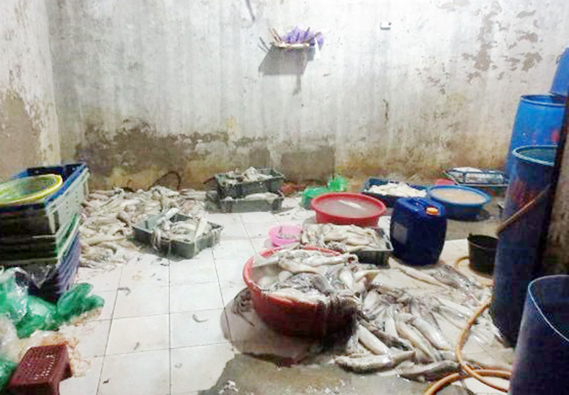 Dùng hóa chất, "phù phép" mực ươn thành tươi sống