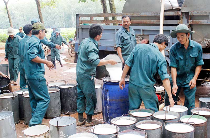  Mức thưởng tối đa cho các công ty cao su về trước kế hoạch là 270 triệu đồng