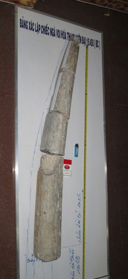 Xác lập, phiên bản chiếc ngà voi hóa thạch 19.450 năm