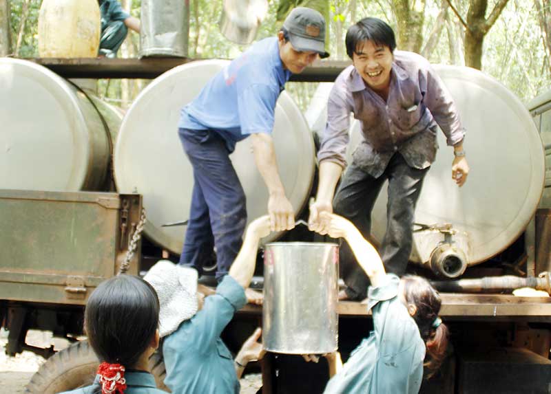 Nghịch lý trong ngành cao su