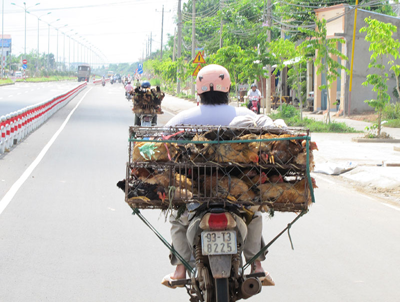 Xử lý nghiêm các hành vi nhập lậu gia súc, gia cầm qua biên giới