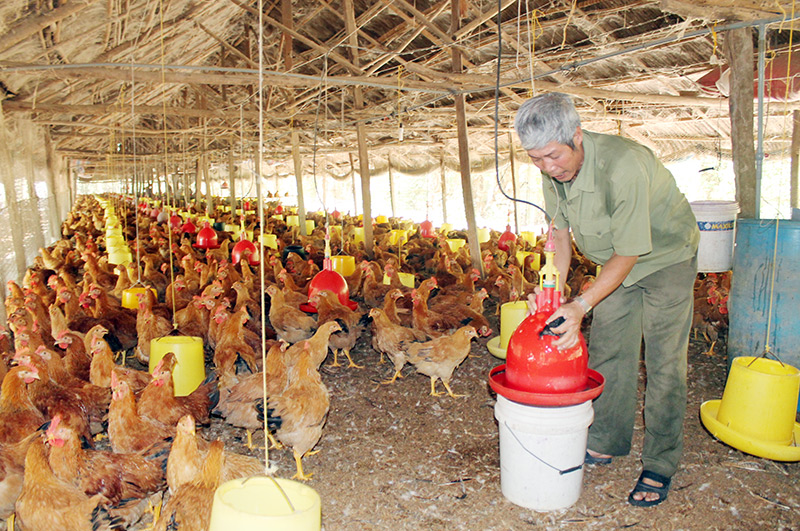 Người nuôi gà ở Thanh Lương bị lỗ nặng