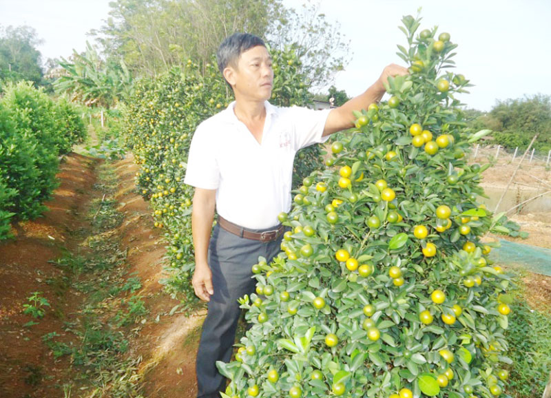 Nhà vườn chạy đua với tết