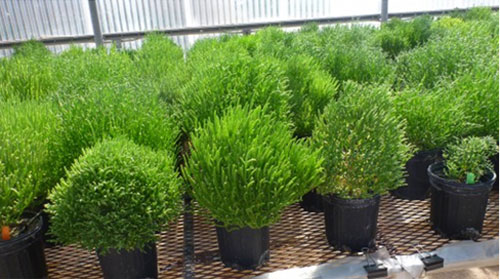 Thử nghiệm nhiên liệu sinh học từ thực vật sa mạc