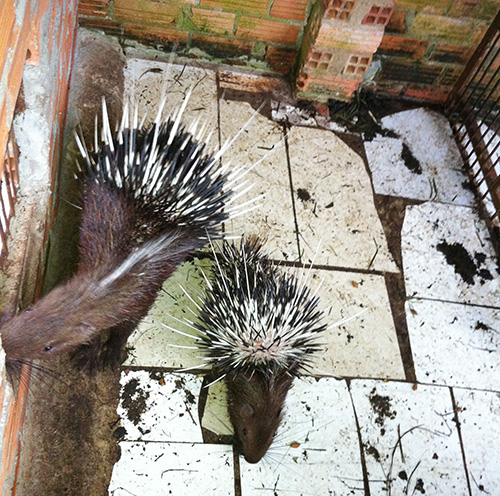 Kinh doanh giống vật nu&ocirc;i m&agrave; kh&ocirc;ng c&oacute; hồ sơ sẽ bị phạt