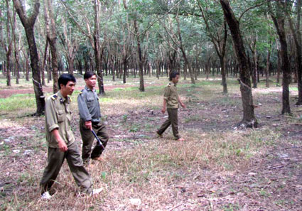 Những giải pháp tích cực trong công tác bảo vệ an ninh vườn cây ở Nông trường Tân Thành