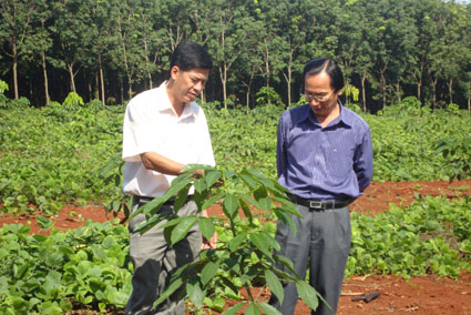 N&ocirc;ng trường 4 ho&agrave;n th&agrave;nh nhiệm vụ nhờ đảng vi&ecirc;n gương mẫu, c&ocirc;ng nh&acirc;n t&iacute;ch cực