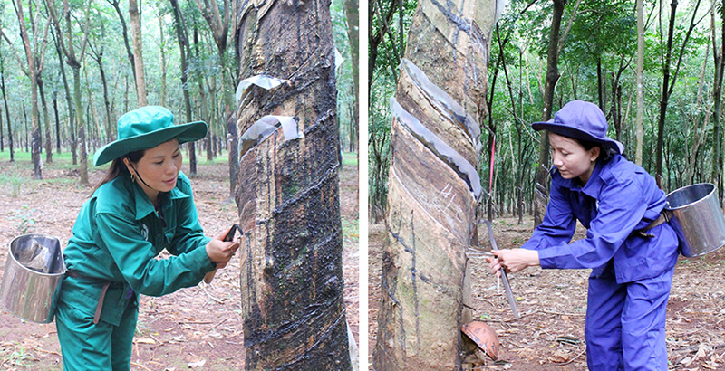 Nông trường 5 - điểm sáng về phát triển kinh tế hộ