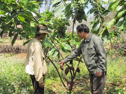 Phát triển ca cao - nhiều lợi thế