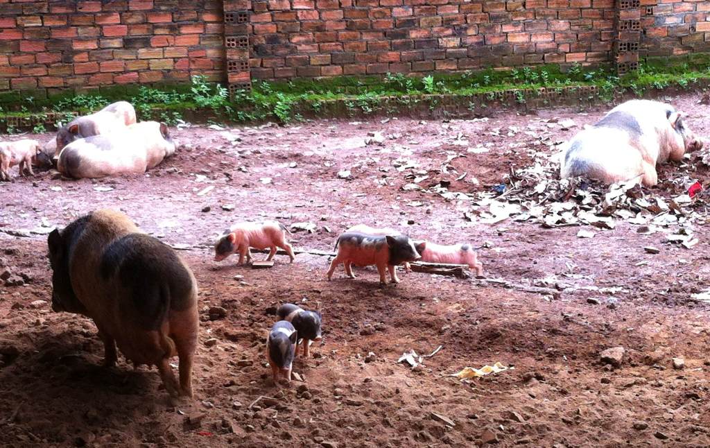 Tăng cường phòng, chống dịch bệnh lở mồm long móng gia súc