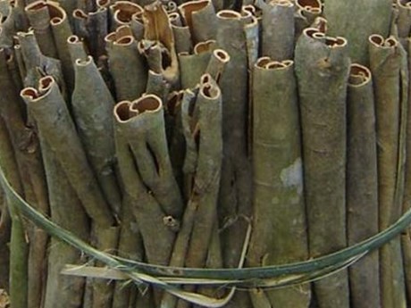 Quế Trà Bồng được công nhận giá trị đặc sản quà tặng châu Á