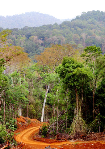 Phải giữ được toàn bộ diện tích rừng còn lại trong khu di tích núi Bà Rá