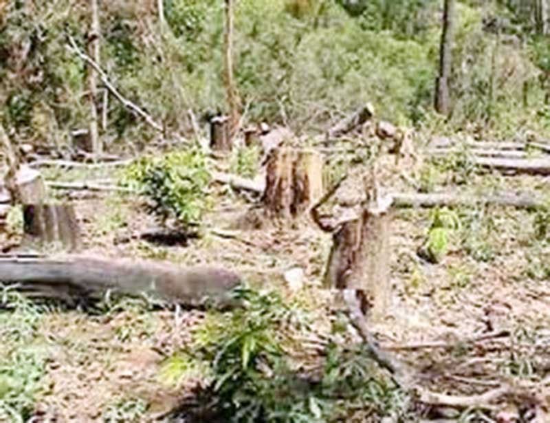 To&agrave;n tỉnh xảy ra 58 vụ ph&aacute; rừng