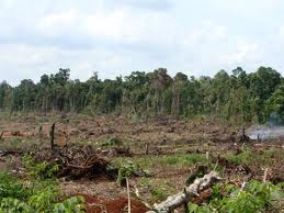 Hơn 60 ha rừng ở Bình Phước bị tàn phá