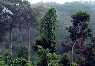Quảng Ngãi: Phá rừng phòng hộ xây thủy điện