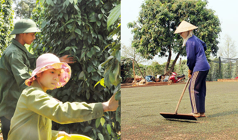 Sản xuất hồ tiêu bền vững: Lợi ích và thách thức