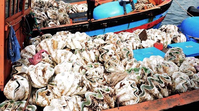 Rừng sò 'khủng long' dưới thủy cung