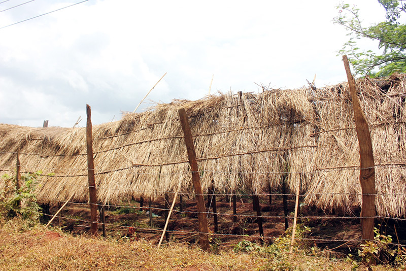 “Sốt” nọc tiêu