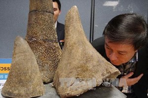 Ph&aacute;t hiện 5 sừng t&ecirc; gi&aacute;c nhập lậu tại T&acirc;n Sơn Nhất