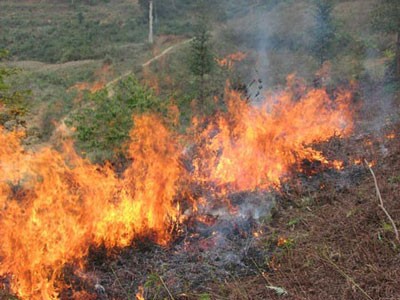 Tăng cường các biện pháp cấp bách phòng cháy, chữa cháy rừng