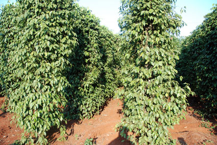 Tạo động lực cho kinh tế tập thể phát triển