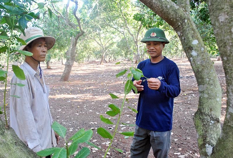 Thạch Út làm kinh tế giỏi
