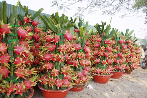 Xuất hiện thanh long cảnh giá 'khủng'