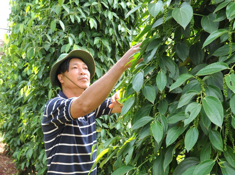 &Ocirc;ng trưởng ấp đặc biệt