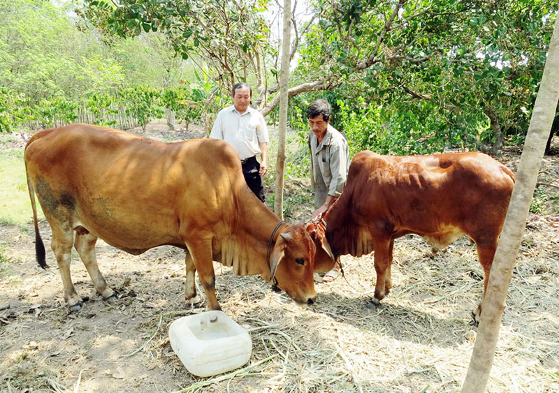 Thoát nghèo nhờ nuôi bò sinh sản