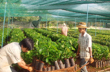 &ETH;iều kiện bảo đảm chất lượng giống c&acirc;y c&ocirc;ng nghiệp