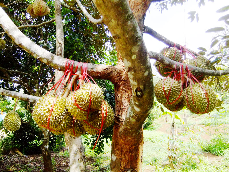 Để cây ăn trái Bình Phước phát triển bền vững