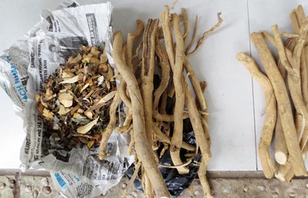 Cây "thần dược nhập ngoại": Coi chừng tiền mất, mạng chẳng còn