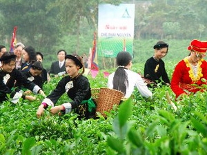 Festival Trà quốc tế lần hai tổ chức tại Thái Nguyên