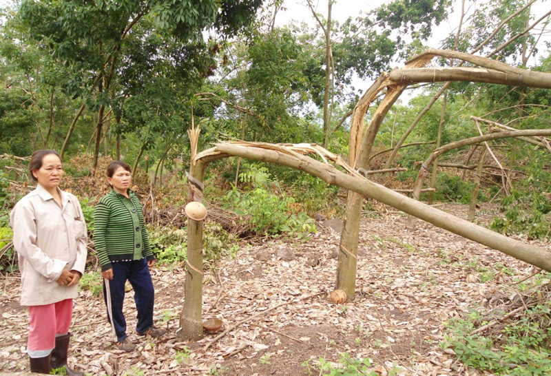 Lốc xoáy tàn phá điều, cao su ở Long Hà