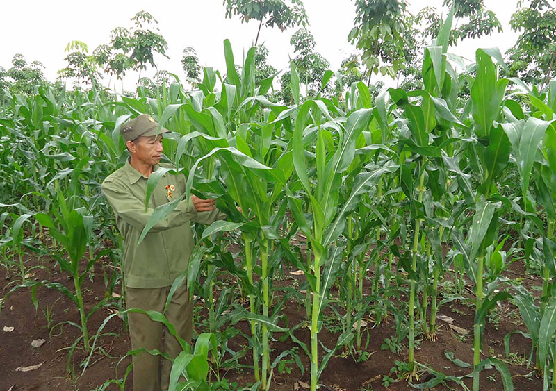 Chuyện xóa nghèo ở xã Thanh An