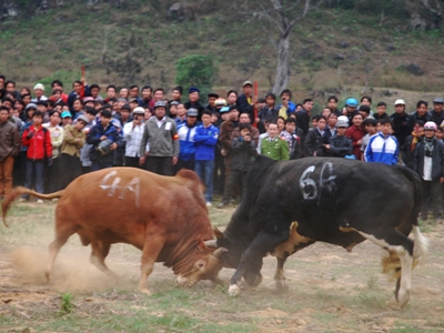 Chọi bò Bảo Lâm: Lễ hội đã "đổi đời" người Mông