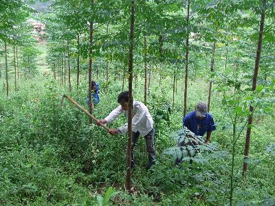 Thủ tục thanh lý rừng trồng