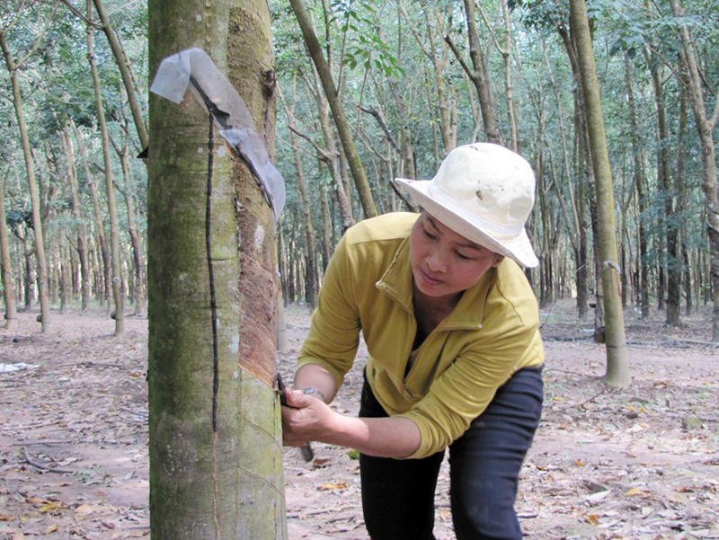 Bệnh khô miệng cạo trên cây cao su: Phòng là chính
