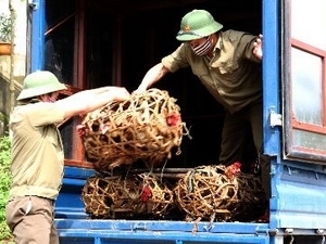 Bắc Giang bắt xe chở 600kg g&agrave; kh&ocirc;ng r&otilde; nguồn gốc