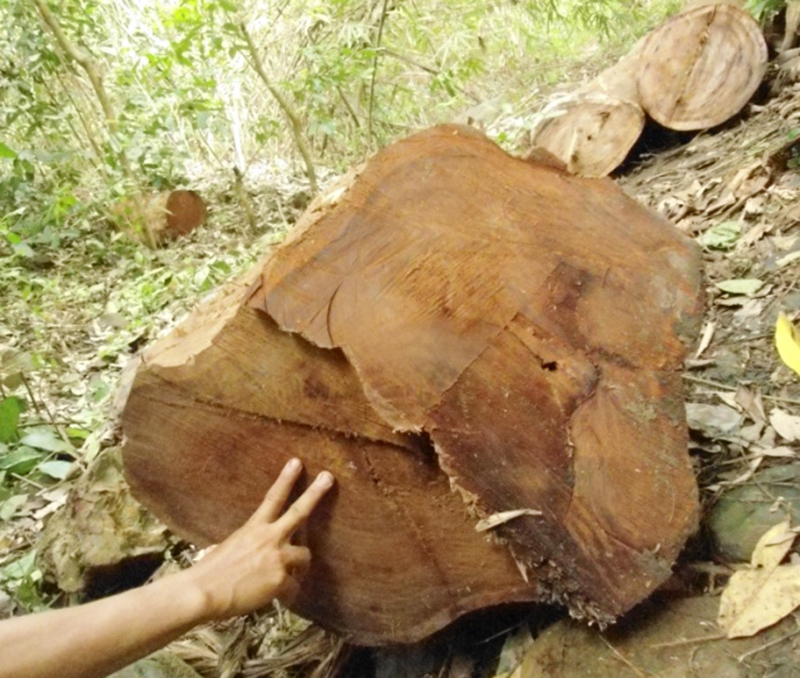 Rừng trên núi Bà Rá đang bị chặt phá