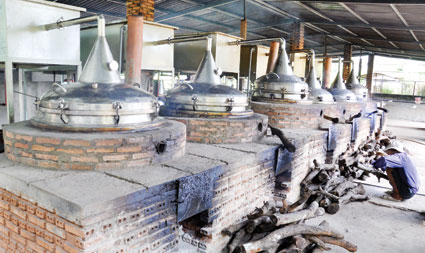 Hồi sinh giấc mơ làm giàu với dó bầu - trầm hương