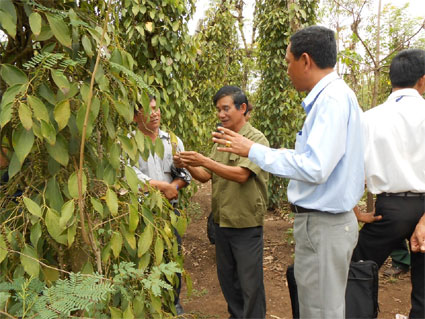 Lộc Ninh: Nguy cơ thiếu nước tưới cho hồ ti&ecirc;u
