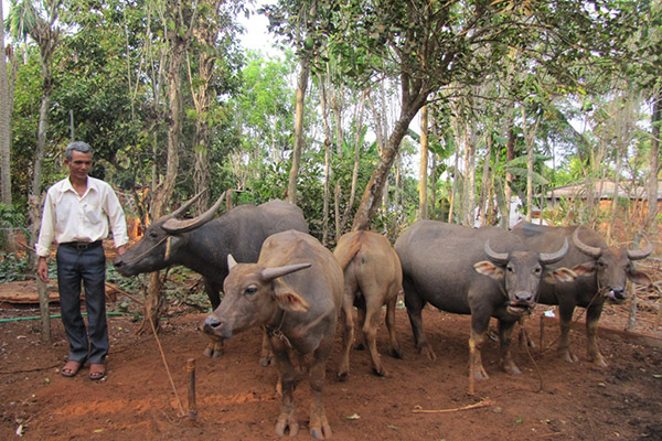 B&aacute;o động trộm cắp ở x&atilde; Quang Minh