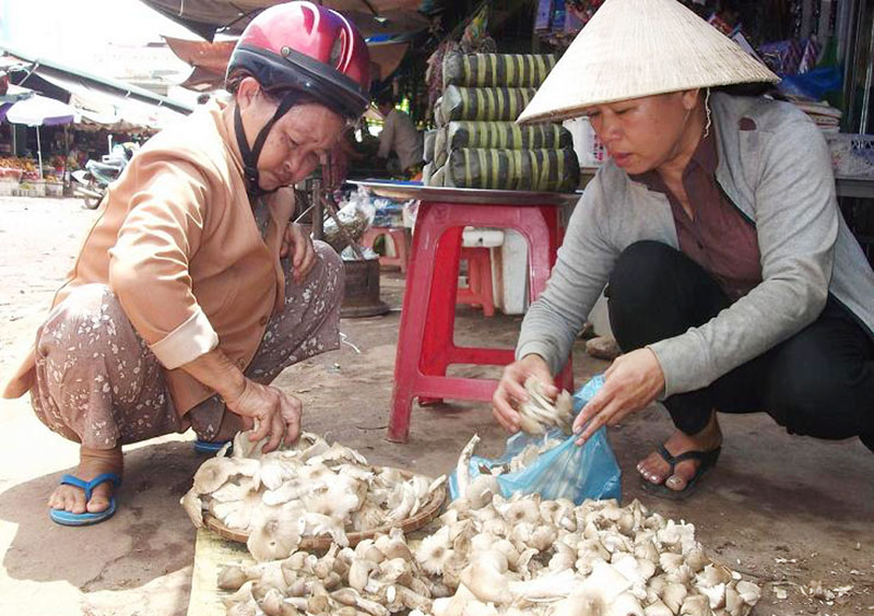 Nấm mối - tặng phẩm của đất trời